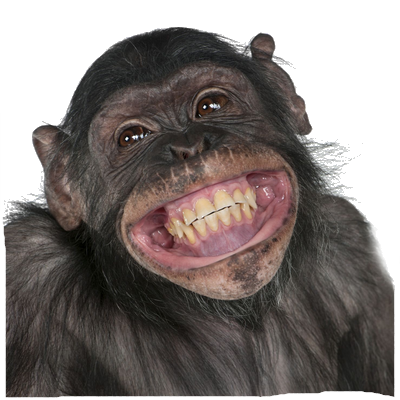 monkey_PNG18723.png