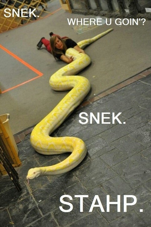 snek.jpeg
